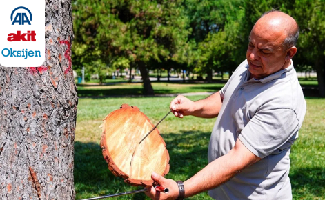 Ağaçların gövdesindeki halkalar doğanın hafızasını taşıyor